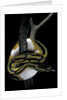 Python regius f. piebald (royal python, ball python) by Anonymous