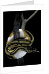 Python regius f. piebald (royal python, ball python) by Anonymous