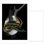 Python regius f. piebald (royal python, ball python) by Anonymous