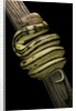 Python regius f. super tiger (royal python, ball python) by Anonymous