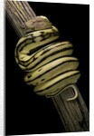 Python regius f. super tiger (royal python, ball python) by Anonymous