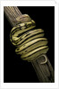 Python regius f. super tiger (royal python, ball python) by Anonymous