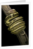 Python regius f. super tiger (royal python, ball python) by Anonymous