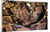 Python reticulatus (reticulated python) by Anonymous