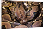 Python reticulatus (reticulated python) by Anonymous