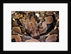 Python reticulatus (reticulated python) by Anonymous