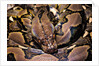 Python reticulatus (reticulated python) by Anonymous