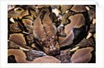 Python reticulatus (reticulated python) by Anonymous