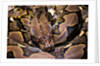 Python reticulatus (reticulated python) by Anonymous