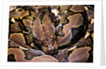 Python reticulatus (reticulated python) by Anonymous