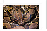 Python reticulatus (reticulated python) by Anonymous
