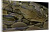 Python reticulatus (reticulated python) by Anonymous