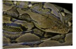 Python reticulatus (reticulated python) by Anonymous