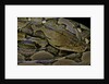 Python reticulatus (reticulated python) by Anonymous