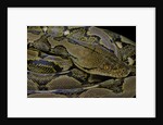 Python reticulatus (reticulated python) by Anonymous