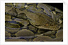 Python reticulatus (reticulated python) by Anonymous