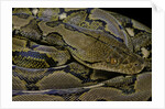 Python reticulatus (reticulated python) by Anonymous