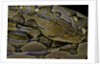 Python reticulatus (reticulated python) by Anonymous