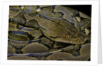 Python reticulatus (reticulated python) by Anonymous