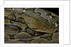 Python reticulatus (reticulated python) by Anonymous