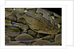 Python reticulatus (reticulated python) by Anonymous