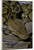 Python reticulatus (reticulated python) by Anonymous