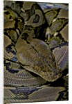 Python reticulatus (reticulated python) by Anonymous