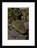Python reticulatus (reticulated python) by Anonymous