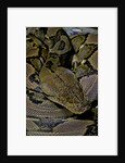 Python reticulatus (reticulated python) by Anonymous