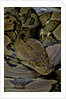 Python reticulatus (reticulated python) by Anonymous