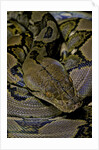 Python reticulatus (reticulated python) by Anonymous