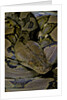 Python reticulatus (reticulated python) by Anonymous