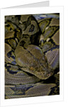 Python reticulatus (reticulated python) by Anonymous