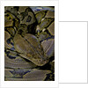 Python reticulatus (reticulated python) by Anonymous