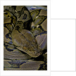 Python reticulatus (reticulated python) by Anonymous