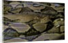 Python reticulatus (reticulated python) by Anonymous