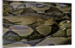 Python reticulatus (reticulated python) by Anonymous