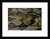 Python reticulatus (reticulated python) by Anonymous