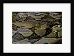 Python reticulatus (reticulated python) by Anonymous
