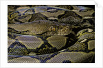 Python reticulatus (reticulated python) by Anonymous