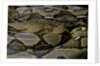 Python reticulatus (reticulated python) by Anonymous