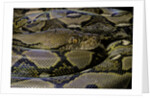 Python reticulatus (reticulated python) by Anonymous