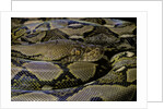 Python reticulatus (reticulated python) by Anonymous