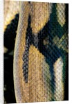 Python reticulatus (reticulated python) - scales by Anonymous