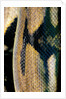 Python reticulatus (reticulated python) - scales by Anonymous