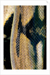 Python reticulatus (reticulated python) - scales by Anonymous