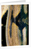 Python reticulatus (reticulated python) - scales by Anonymous