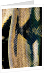 Python reticulatus (reticulated python) - scales by Anonymous
