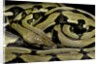 Python reticulatus f.tiger (reticulated python) by Anonymous