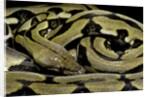 Python reticulatus f.tiger (reticulated python) by Anonymous